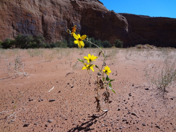desert flower escalante dry fork coyote gulch